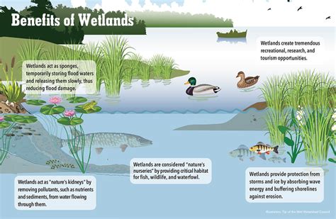 why are wetlands important to water quality
